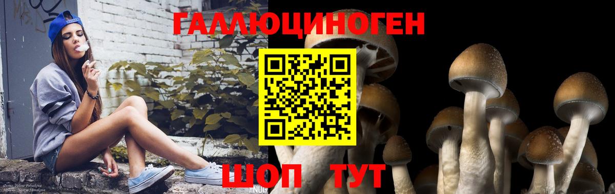 Галлюциногенные грибы Psilocybe Петропавловск-Камчатский